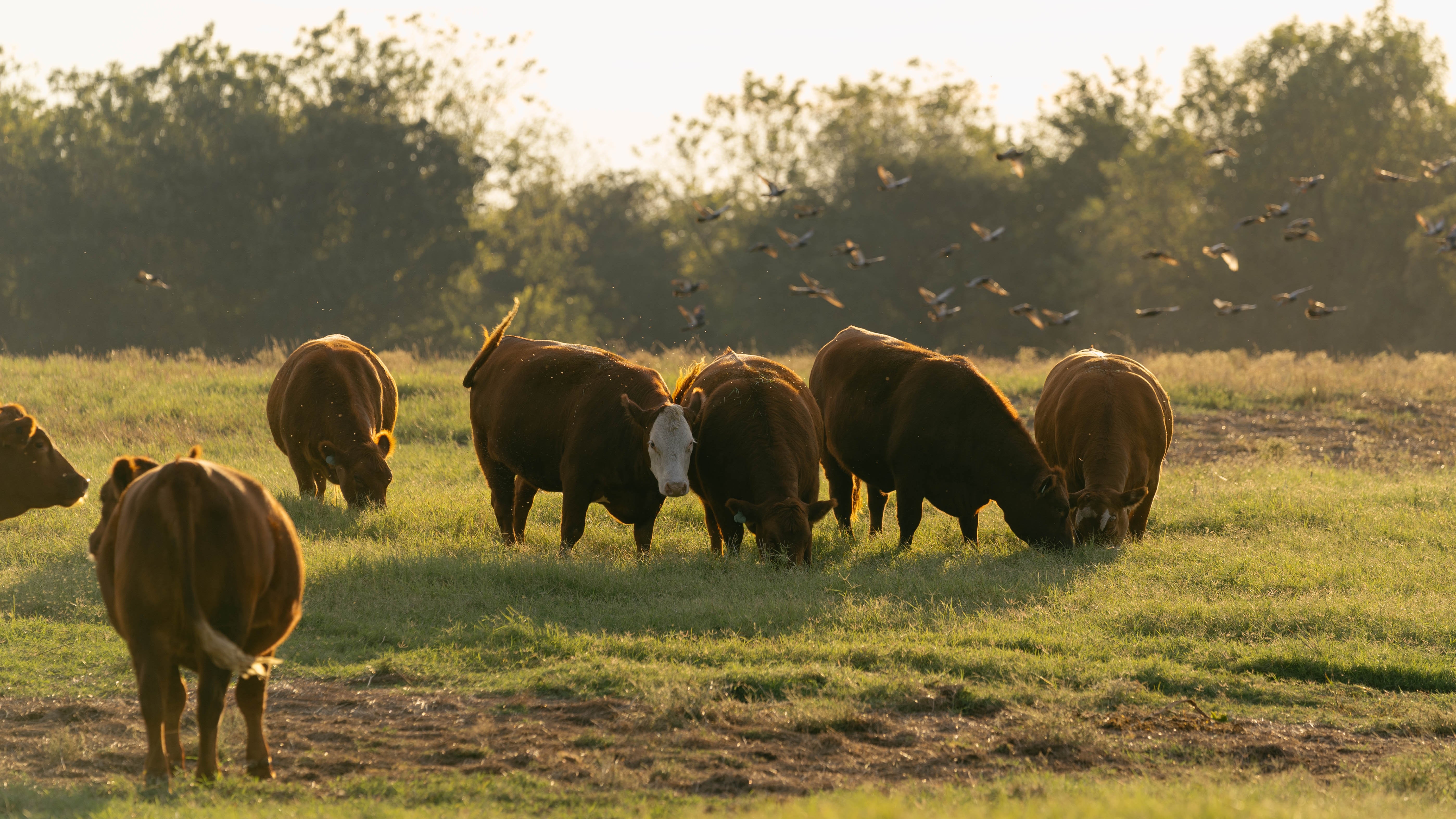 Meat Market in OKC | Pasture-Raised Beef & Pork | 74C Meat Co.
